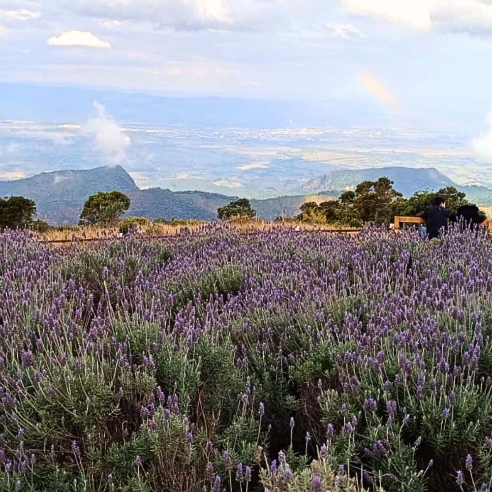 Viagem para Campos do Jordão